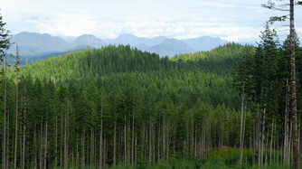 Stand of trees with mountains in the distance