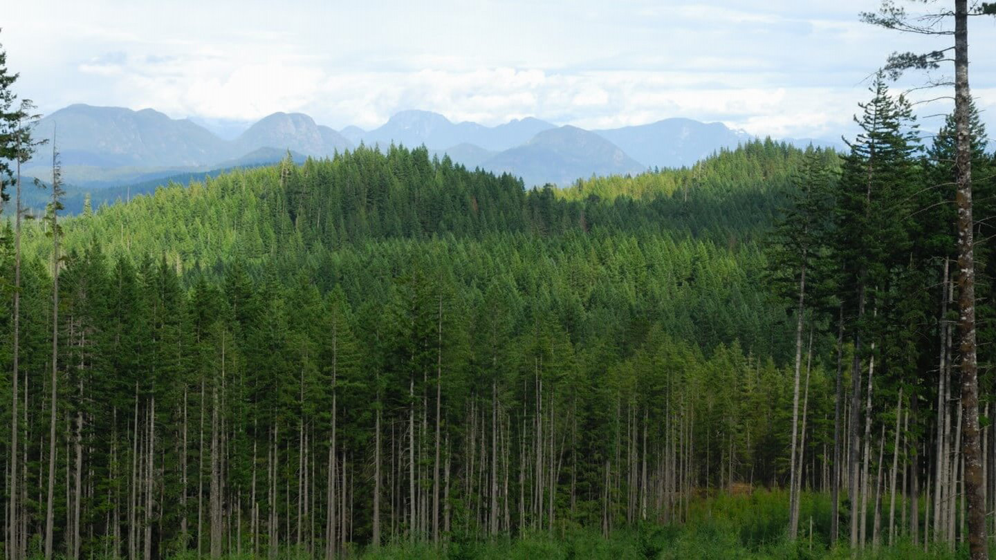 Timber forest with mountains in the background